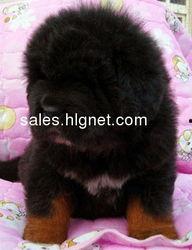 寻獒视频,揭秘神秘犬种的风采与传奇